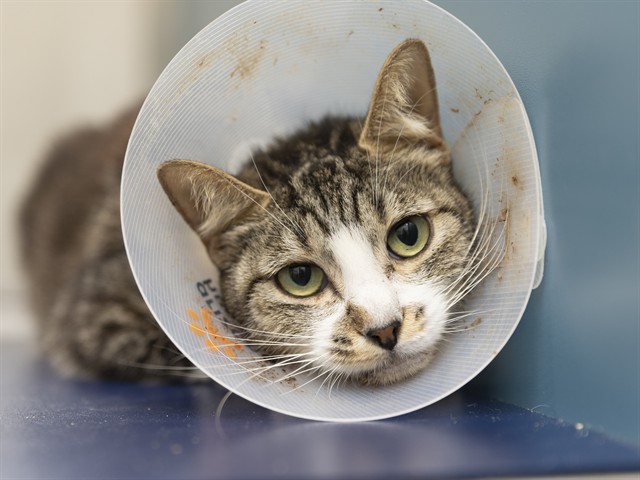 Shelter Stray Female Cat last seen Near BLOCK W MISSOURI AVE LOT 154, 5501 E Van Buren St, Phoenix, AZ 85008, USA