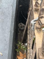 Found/Stray Unknown Cat last seen Next to building of 131 Patchen avenue, Brooklyn, NY 11221