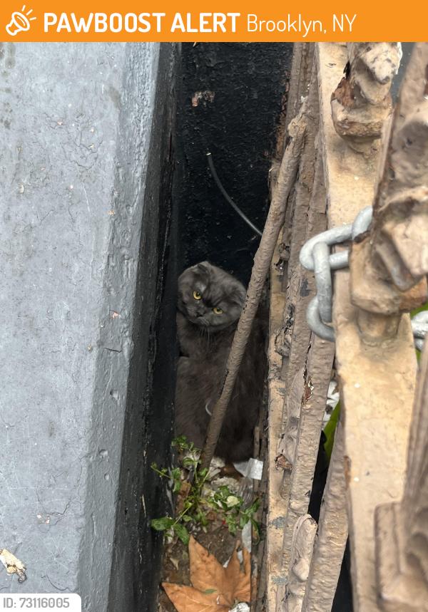 Found/Stray Unknown Cat last seen Next to building of 131 Patchen avenue, Brooklyn, NY 11221