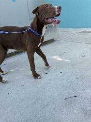 Shelter Stray Male Dog last seen Near BLOCK NW 2ND ST, 3599 NW 79th Ave, Doral, FL 33122, USA