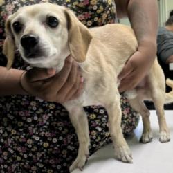 Shelter Stray Male Dog last seen , 1850 W 60th St, Los Angeles, CA 90047, USA