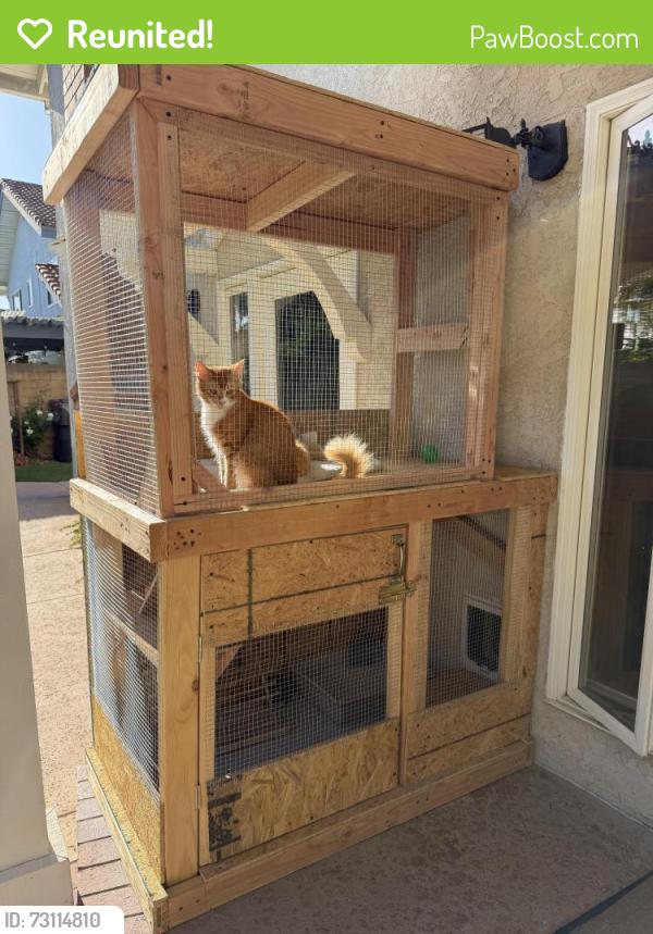 Reunited Male Cat last seen Ellis and Brookhurst, Fountain Valley, CA 92708