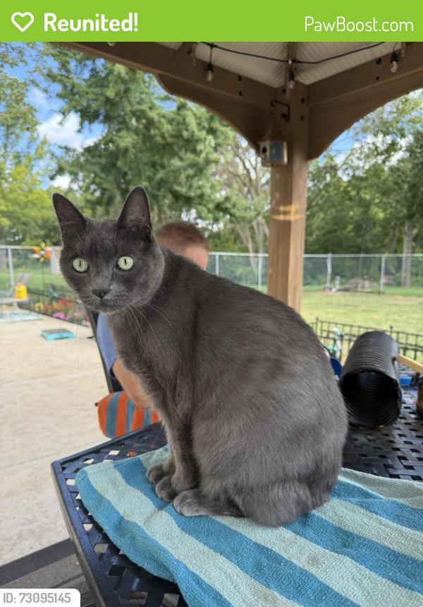 Reunited Male Cat last seen Bonita Vista Subdivision , Minooka, IL 60447