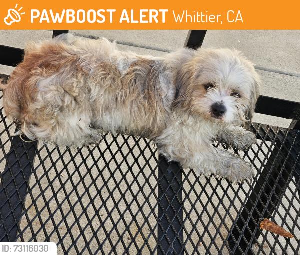 Found/Stray Male Dog last seen La mirada blvd and hornell, Whittier, CA 90604