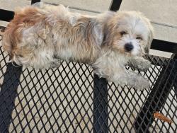 Found/Stray Male Dog last seen La mirada blvd and hornell, Whittier, CA 90604