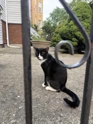 Found/Stray Male Cat last seen Kimball and Palmer, Chicago, IL 60647