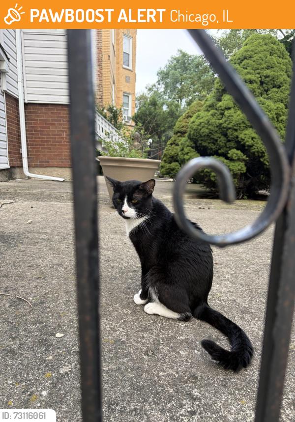 Found/Stray Male Cat last seen Kimball and Palmer, Chicago, IL 60647