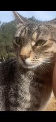 Lost Female Cat last seen Quail knoll road and south mission, Fallbrook, CA 92028