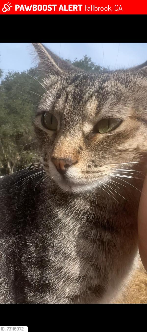 Lost Female Cat last seen Quail knoll road and south mission, Fallbrook, CA 92028