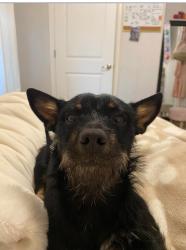 Reunited Male Dog last seen Near rendon new hope rd, Fort Worth, TX 76140