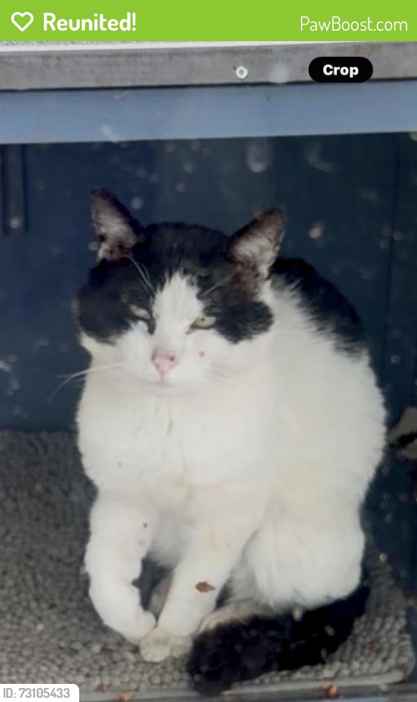 Reunited Male Cat last seen SW 328th St, Federal Way, WA 98023, USA, Federal Way, WA 98023