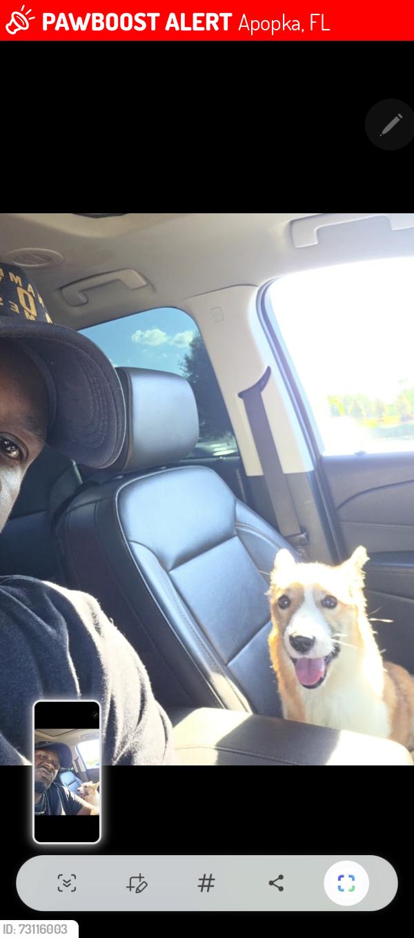 Lost Male Dog last seen Clarcona rd and Cleavland st, Apopka, FL 32703