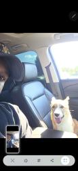 Lost Male Dog last seen Clarcona rd and Cleavland st, Apopka, FL 32703