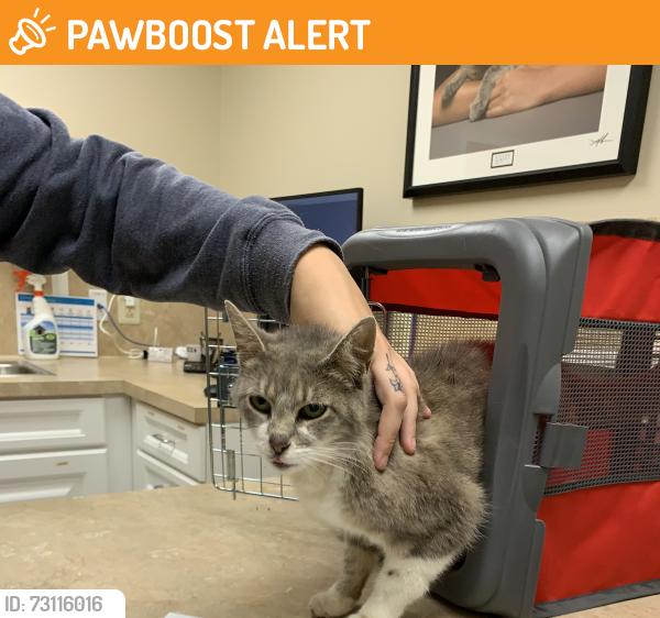 Found/Stray Female Cat last seen Arborview Blvd and Waterloop Drive, Collegeville, PA, Upper Providence Township, PA 19426