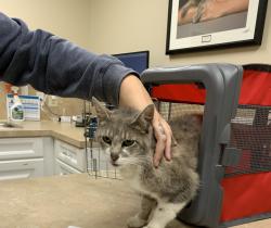 Found/Stray Female Cat last seen Arborview Blvd and Waterloop Drive, Collegeville, PA, Upper Providence Township, PA 19426