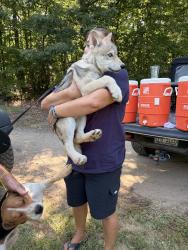Reunited Female Dog last seen Near Nc 66 Hwy N, Westfield, NC, 27053-7143, Westfield, NC 27053