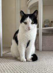 Reunited Female Cat last seen Ashton on Mersey village, Greater Manchester, England 