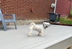 Reunited Female Dog last seen Pomeroy rd Salem VA 24153, Salem, VA 24153