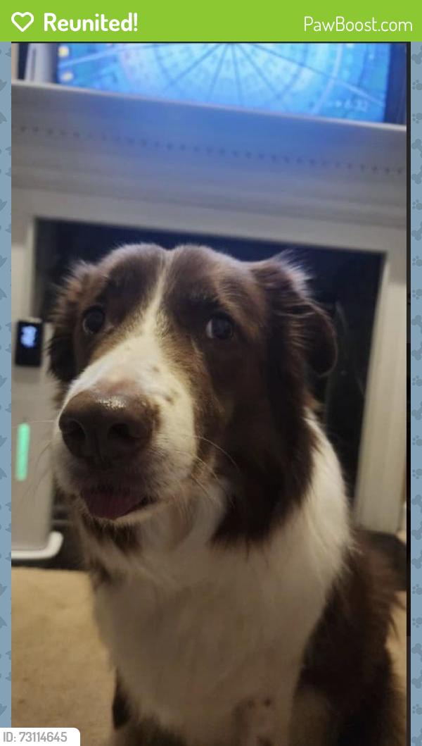 Reunited Male Dog last seen Cedar Heights Park, Cedar Heights, MD 20743