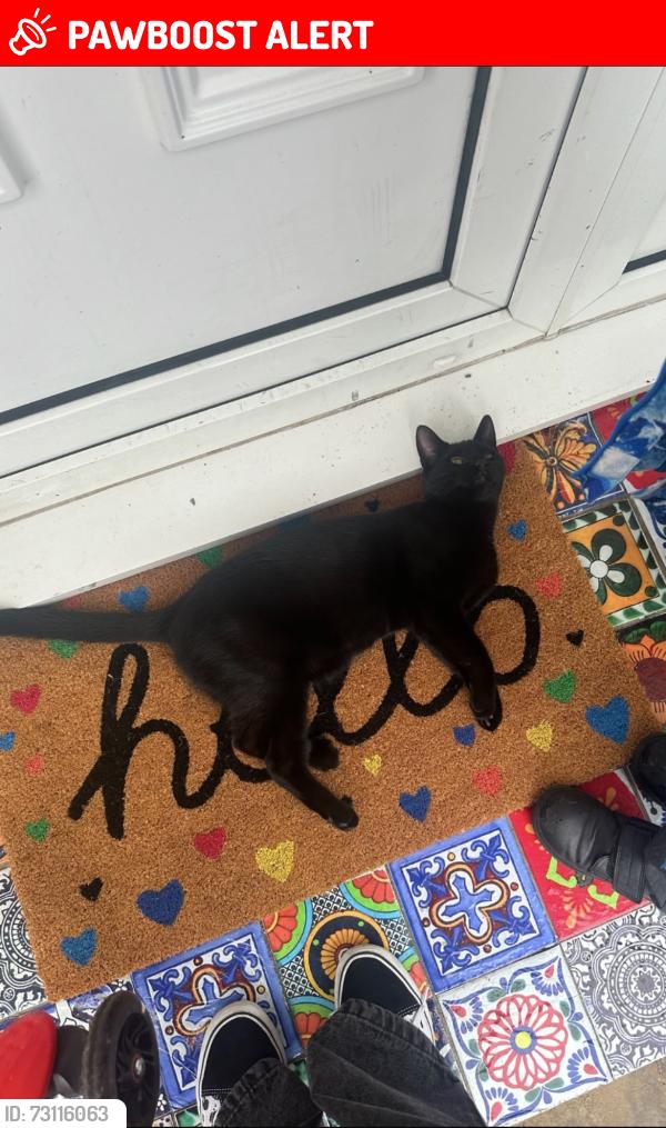 Lost Male Cat last seen Ewenny Road, priory avenue, priory close, brynteg avenue, Neville Road, Bridgend County Borough, Wales CF31 3LD