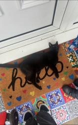 Lost Male Cat last seen Ewenny Road, priory avenue, priory close, brynteg avenue, Neville Road, Bridgend County Borough, Wales CF31 3LD