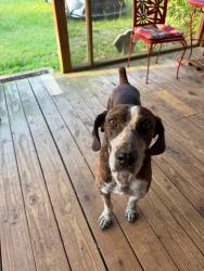 Found/Stray Male Dog last seen Pelion, off main road., Pelion, SC 29123