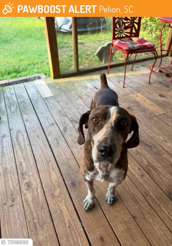 Found/Stray Male Dog last seen Pelion, off main road., Pelion, SC 29123