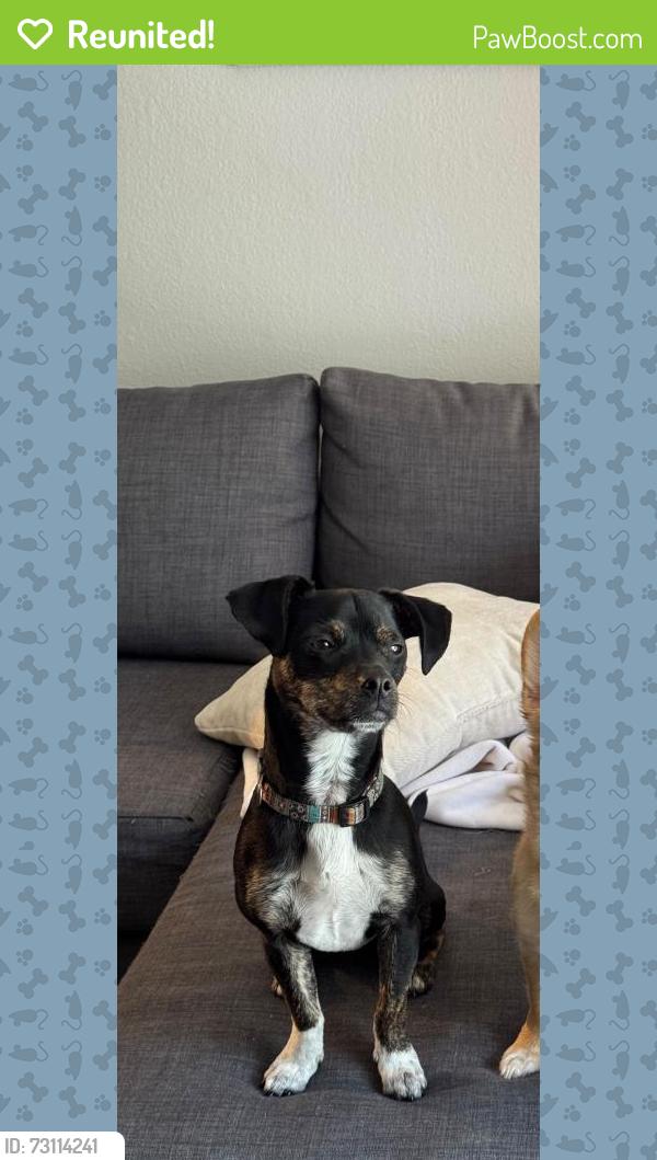 Reunited Male Dog last seen Bryant & 2nd, San Francisco, CA 94107