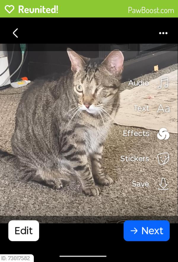 Reunited Male Cat last seen Wayne and paseo, Kansas City, MO 64110