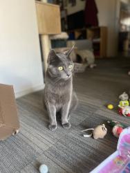 Reunited Male Cat last seen Gloria Ave, San Jose, CA 95127, USA, San Jose, CA 95127