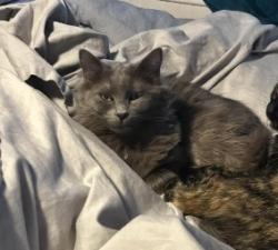 Reunited Female Cat last seen 34th Ave and 25th St- My backyard faces Grease Monkey, Greeley, CO 80634