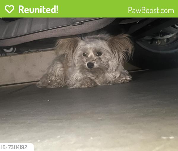 Reunited Unknown Dog last seen Mojave, Victorville, CA 92307