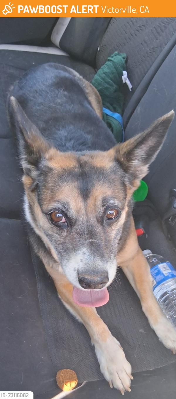Found/Stray Female Dog last seen Nisqually and 7th Avenue, Victorville, CA 92393