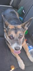 Found/Stray Female Dog last seen Nisqually and 7th Avenue, Victorville, CA 92393