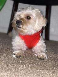 Lost Male Dog last seen Foote street, Atlanta, GA 30307