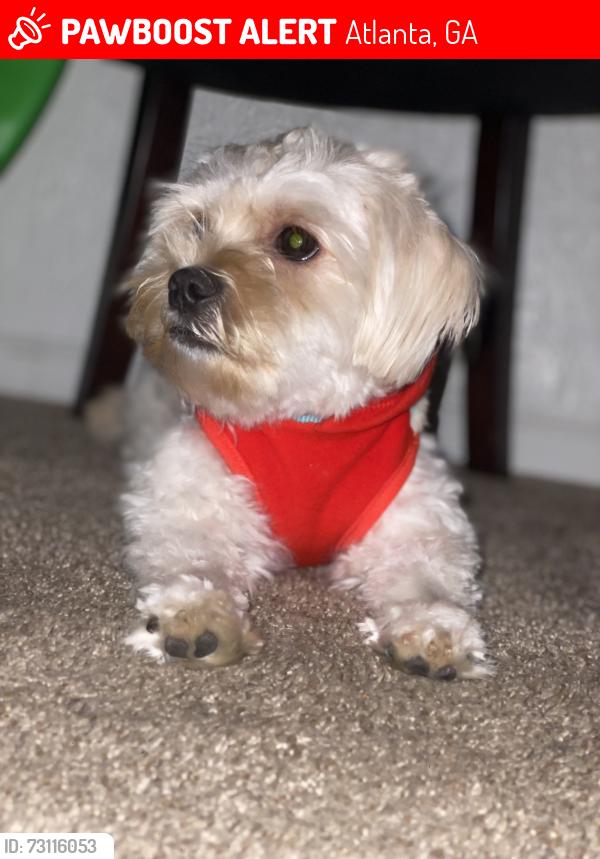 Lost Male Dog last seen Foote street, Atlanta, GA 30307