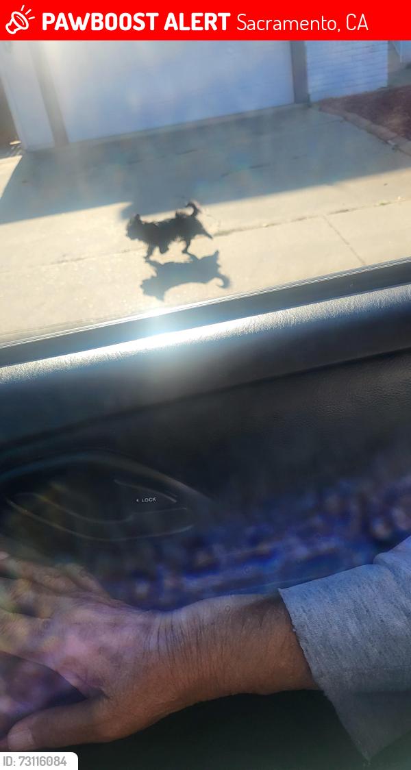 Lost Unknown Dog last seen Close to Camellia Elementary school, off Rancho Abobe Drive, Sacramento, CA 95828