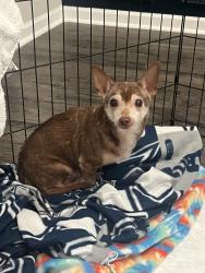 Found/Stray Male Dog last seen Near x Walker ln, Hazel Green, AL 35750