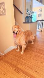 Reunited Male Dog last seen Asheville, NC, USA, Asheville, NC 28801