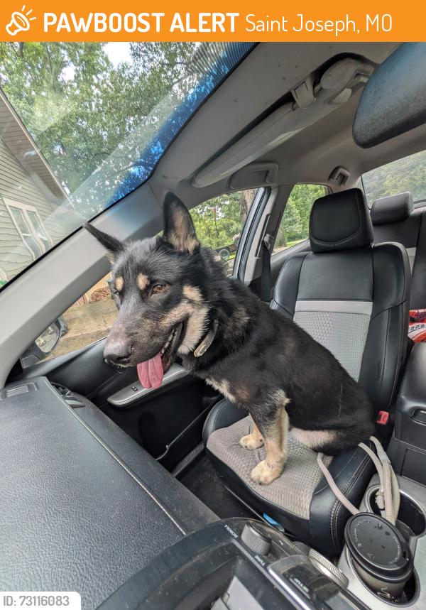 Found/Stray Male Dog last seen Noyes and Mitchell, Saint Joseph, MO 64507