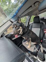 Found/Stray Male Dog last seen Noyes and Mitchell, Saint Joseph, MO 64507
