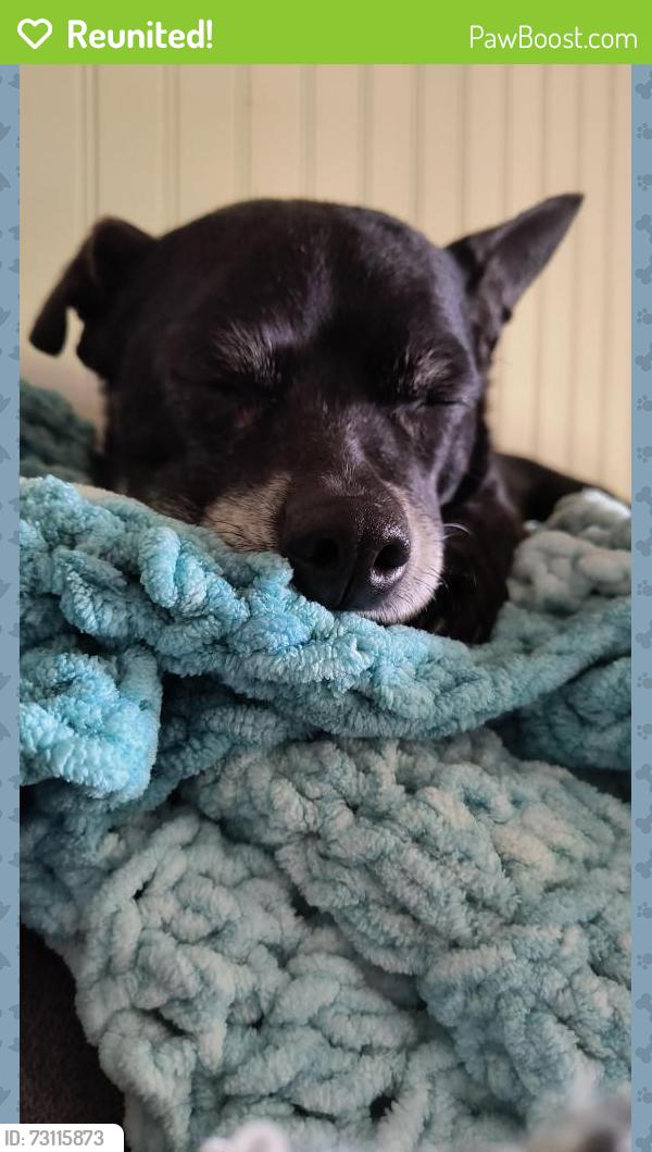 Reunited Female Dog last seen Dug gap rd, Louisville, TN 37777