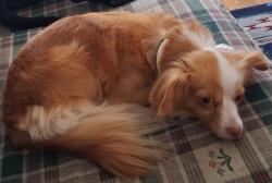 Lost Female Dog last seen Deer Park, Newport News, VA 23601