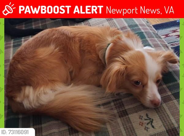 Lost Female Dog last seen Deer Park, Newport News, VA 23601