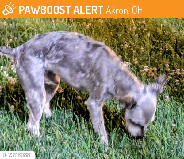 Found/Stray Male Dog last seen Eastland, Akron, OH 44305