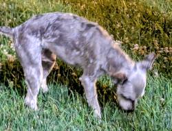 Found/Stray Male Dog last seen Eastland, Akron, OH 44305