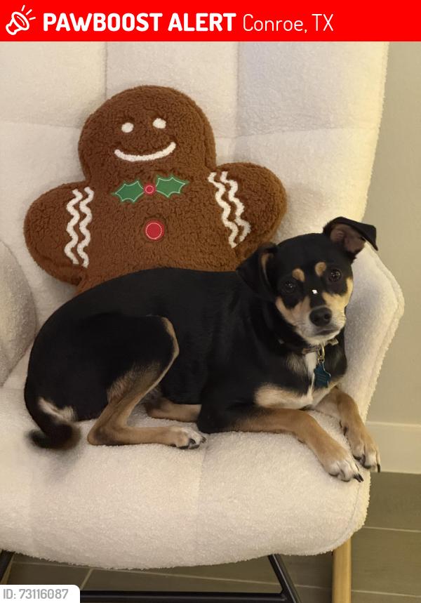Lost Male Dog last seen went down Camelot St towards Conroe 9th Grade Campus, Conroe, TX 77304
