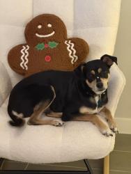 Lost Male Dog last seen went down Camelot St towards Conroe 9th Grade Campus, Conroe, TX 77304