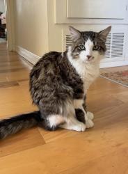 Lost Male Cat last seen Springdale and briarcliff dr., Huntington Beach, CA 92647