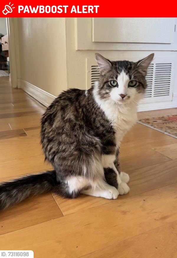 Lost Male Cat last seen Springdale and briarcliff dr., Huntington Beach, CA 92647